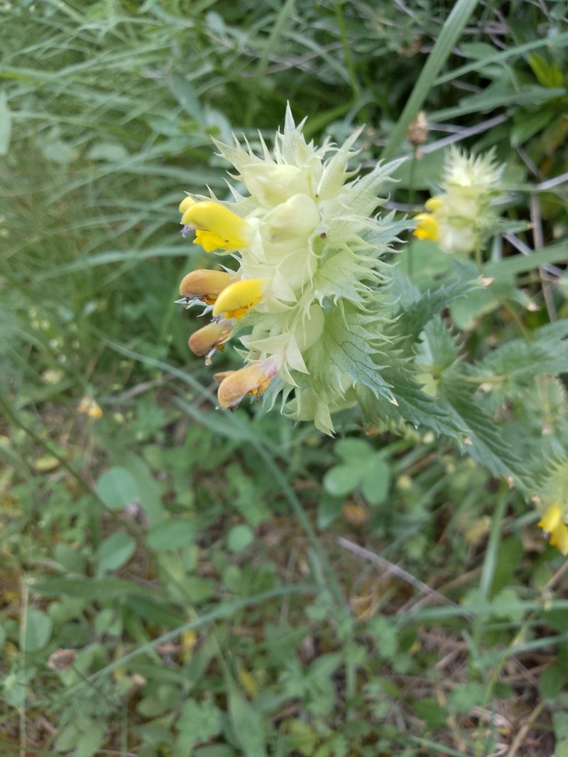 Rhinanthus pumilus subsp. pumilus