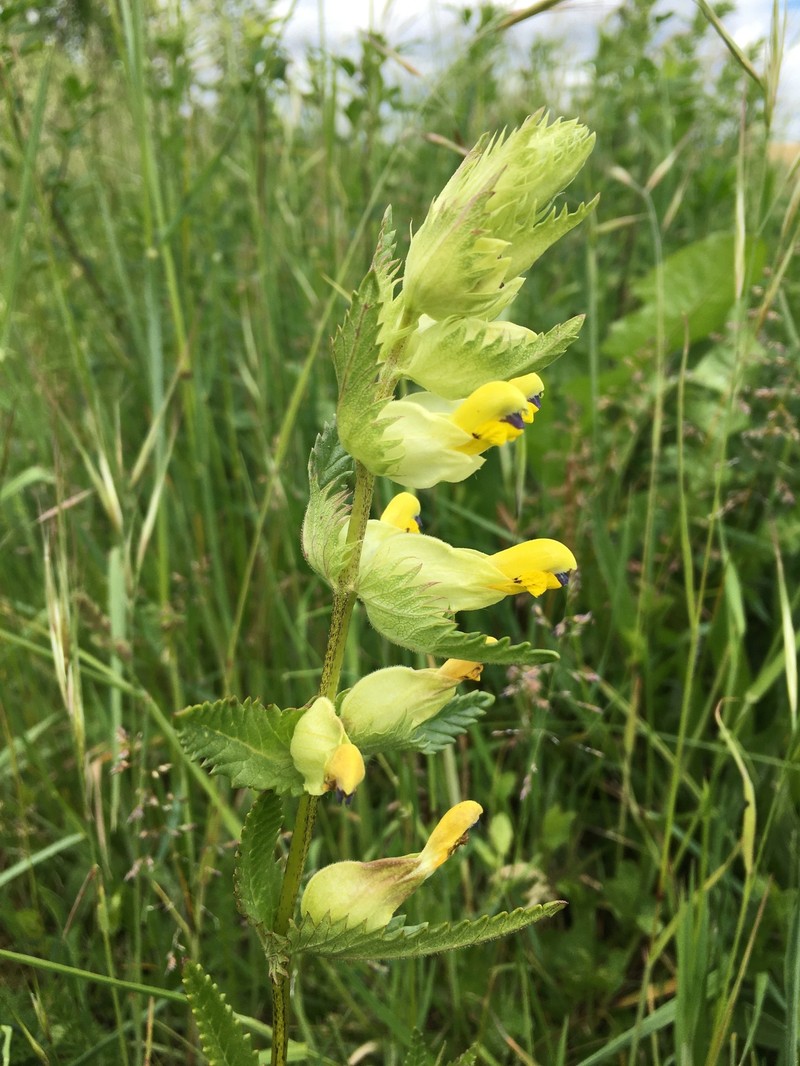 Rhinanthus pumilus subsp. pumilus photo 2