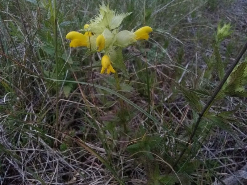 Rhinanthus pumilus subsp. pumilus photo 3