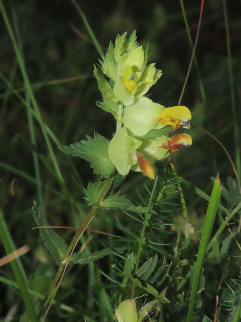 Rhinanthus pumilus subsp. pumilus photo 4
