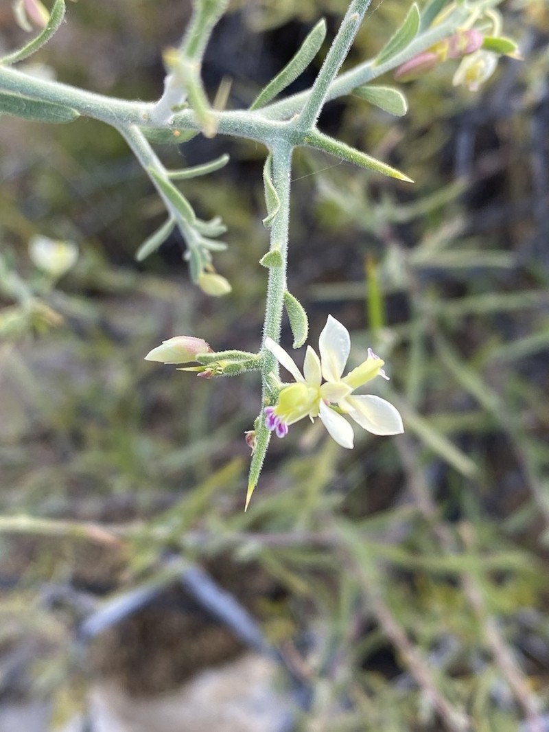 Desert Polygala