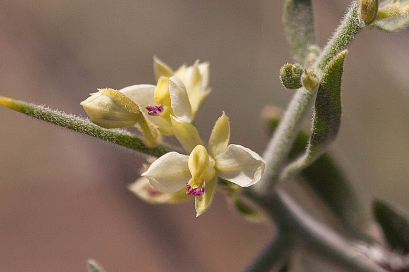 Desert Polygala photo 2