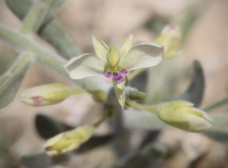 Desert Polygala photo 3
