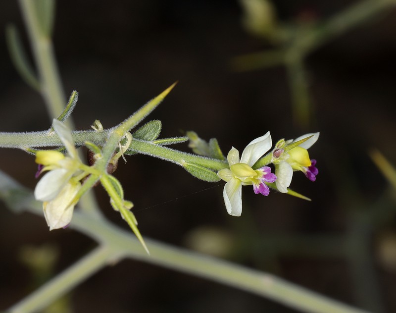 Desert Polygala photo 4