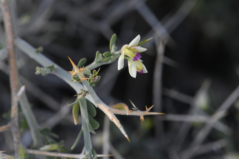 Desert Polygala photo 5