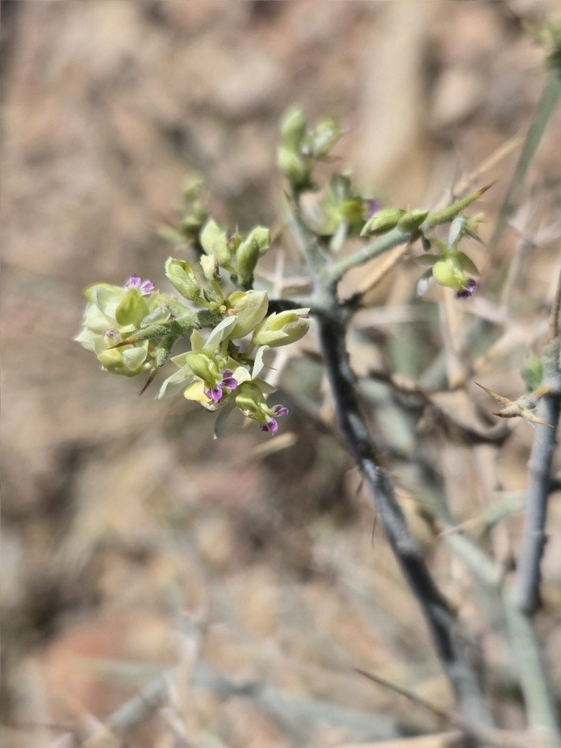 Desert Polygala photo 6