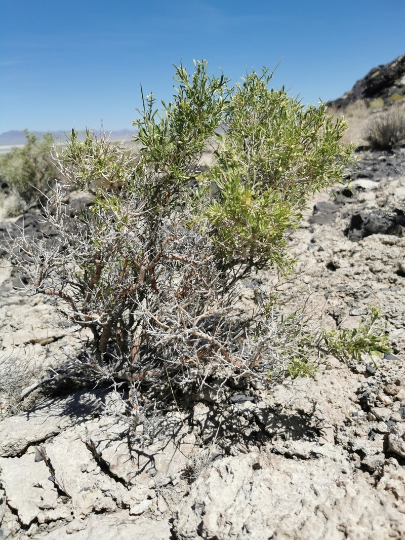Desert Polygala photo 7