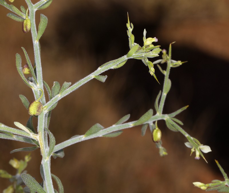 Desert Polygala photo 8