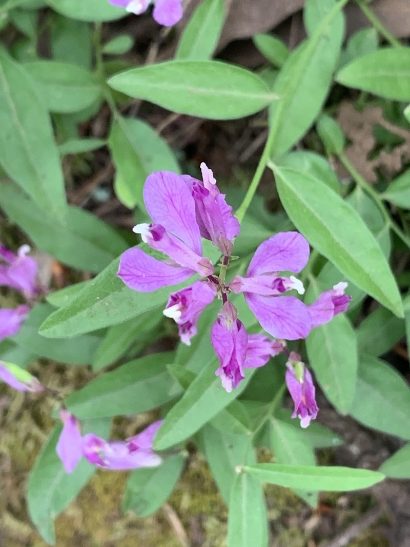 California Milkwort