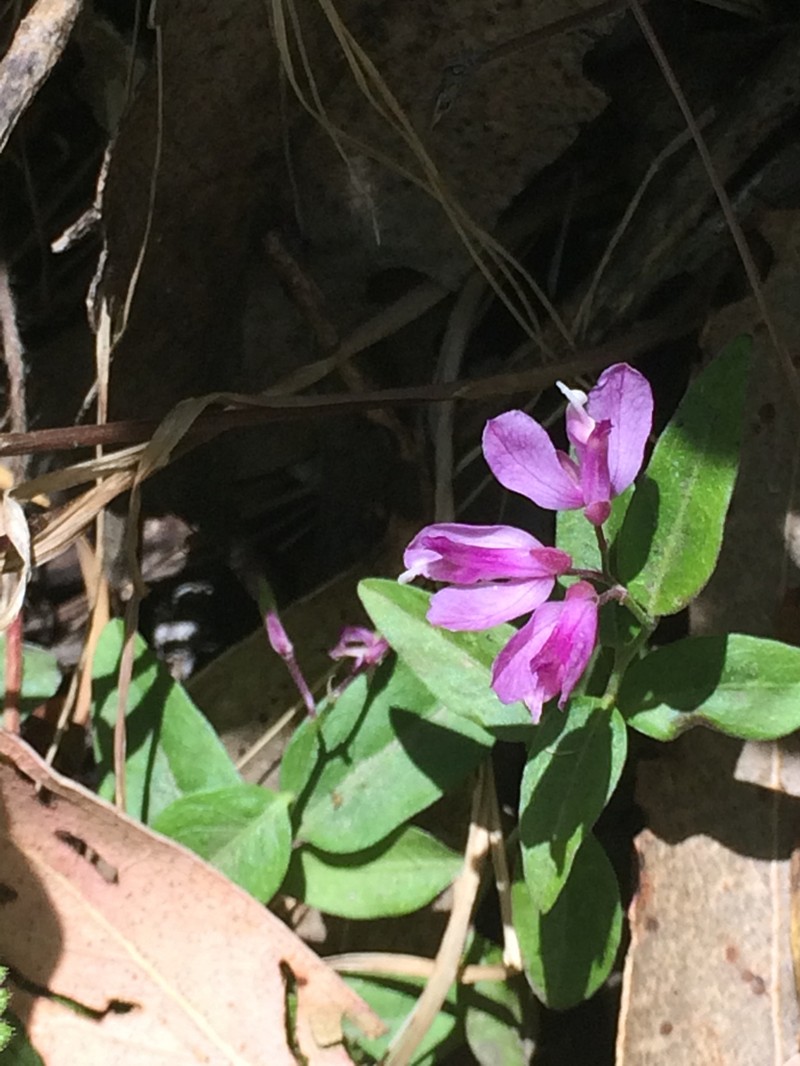 California Milkwort photo 2