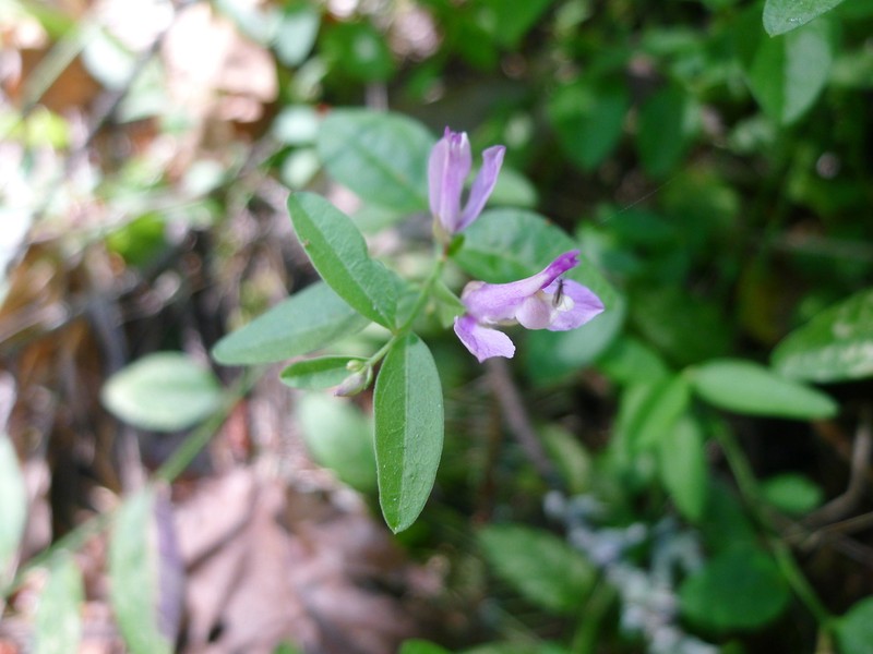 California Milkwort photo 3