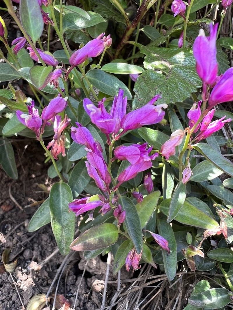 California Milkwort photo 4
