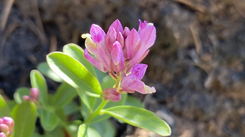 California Milkwort photo 5