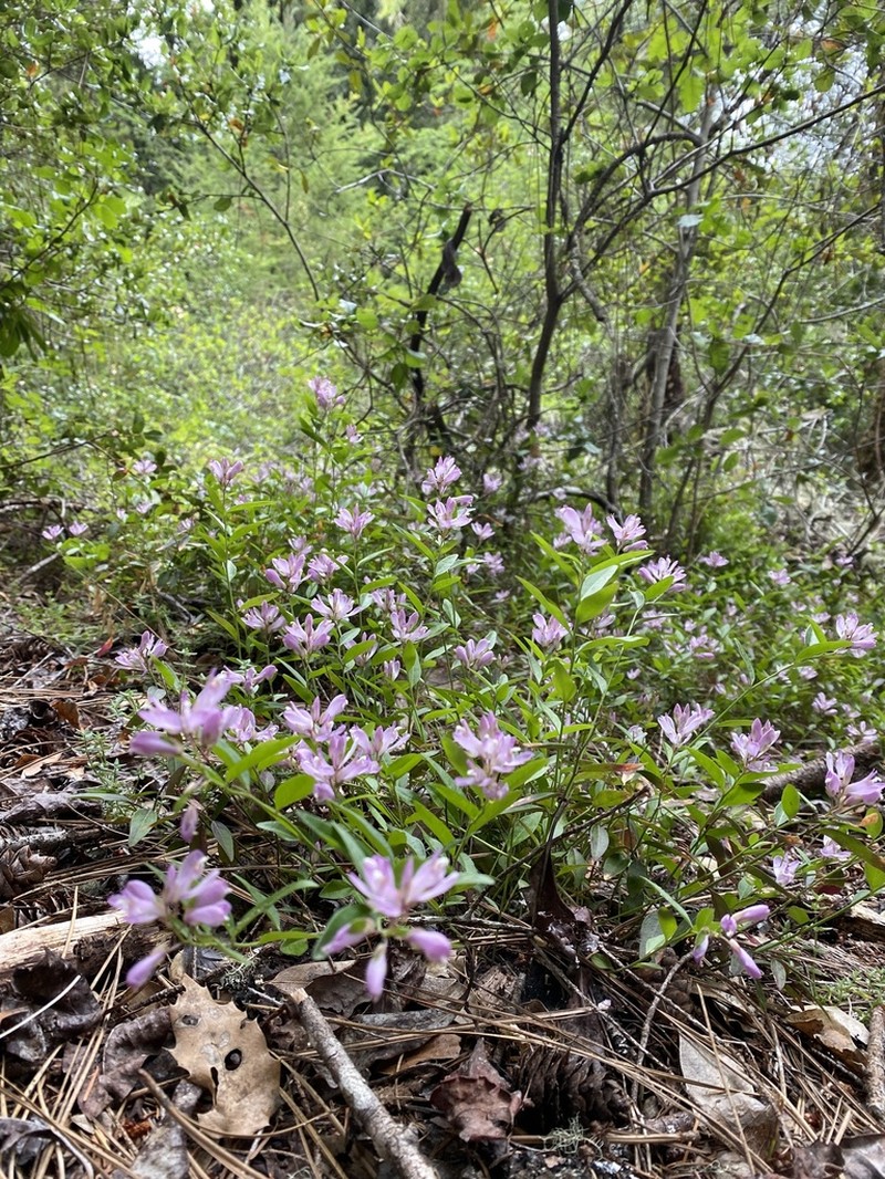 California Milkwort photo 6