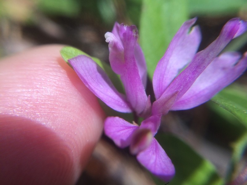 California Milkwort photo 7