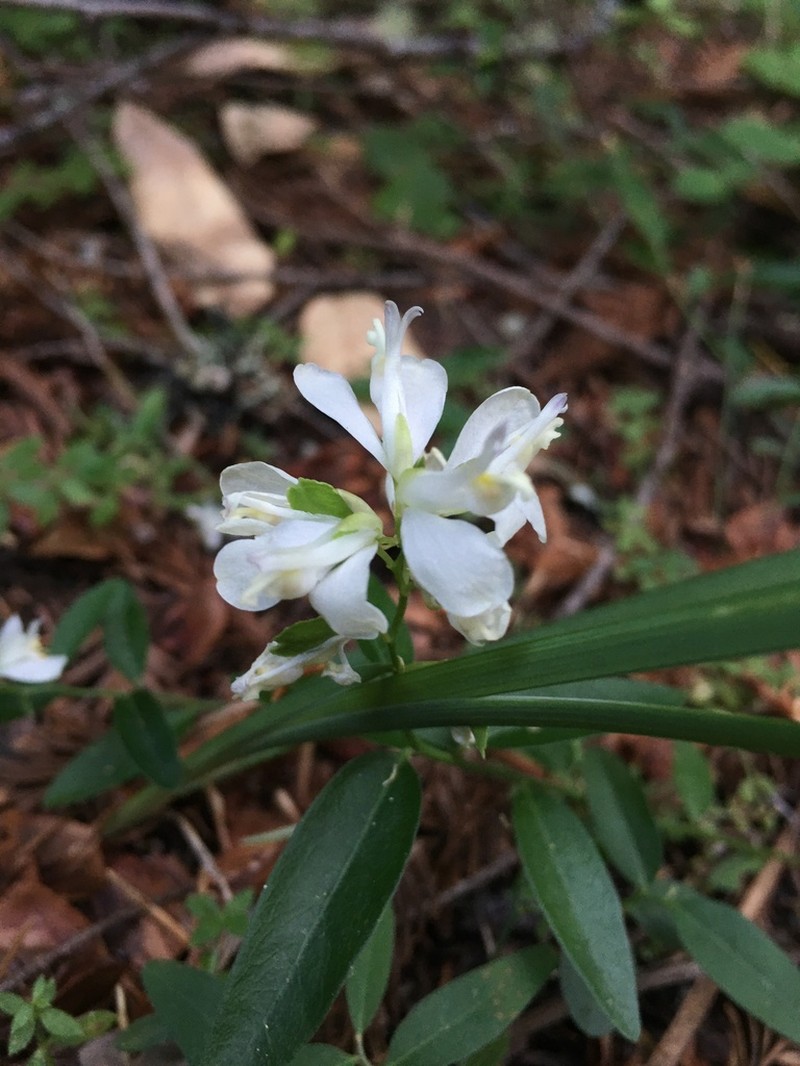 California Milkwort photo 8