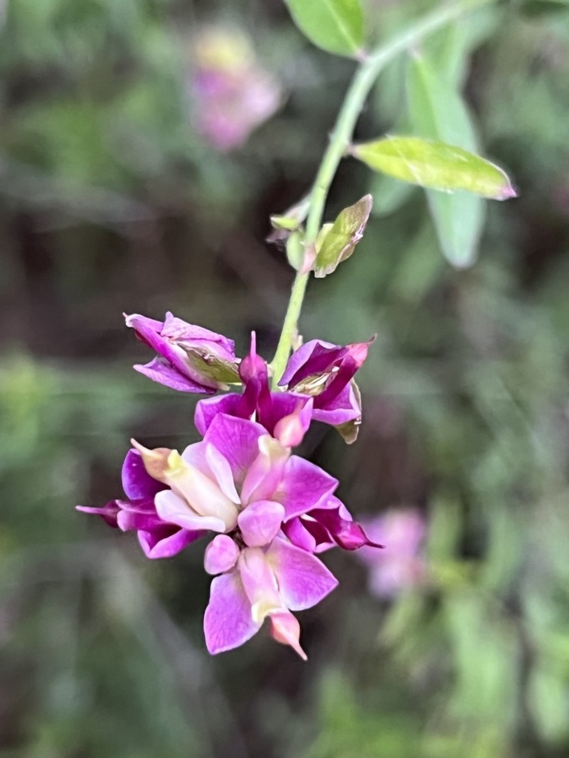 Sierra Milkwort