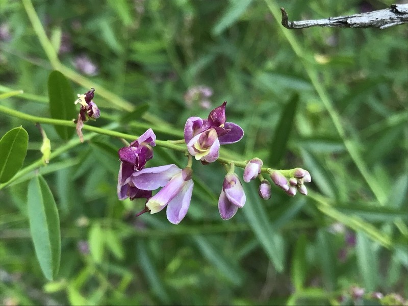 Sierra Milkwort photo 2