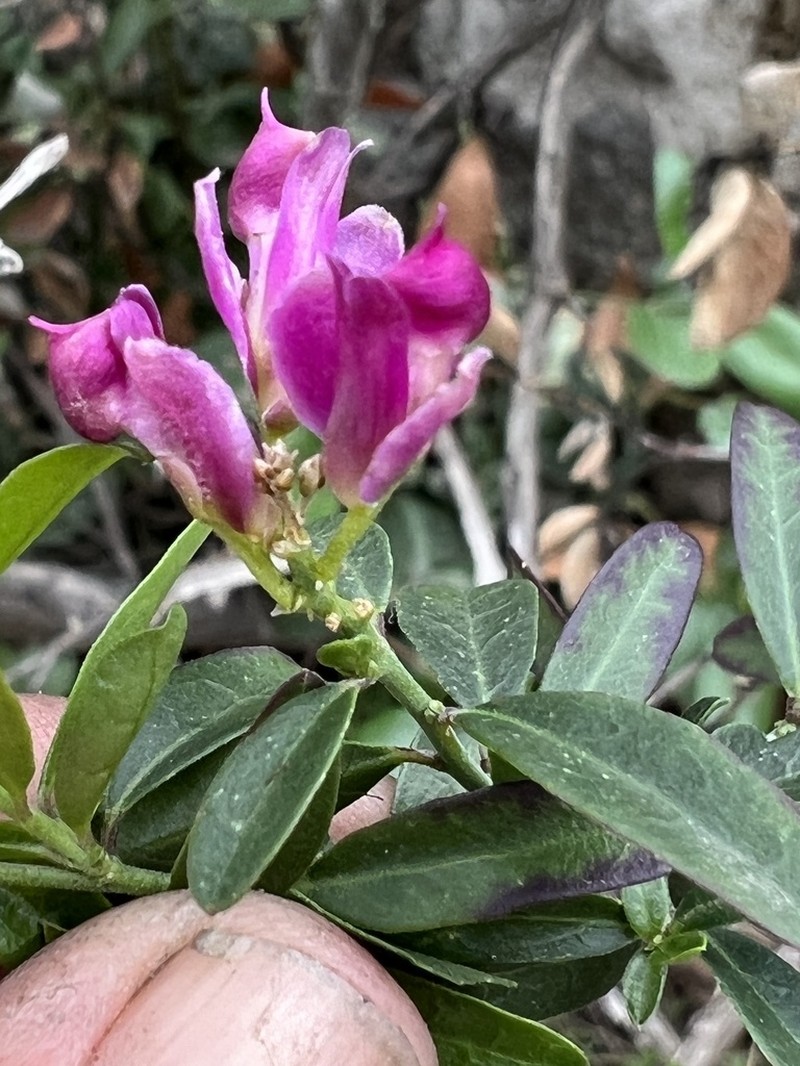 Sierra Milkwort photo 3