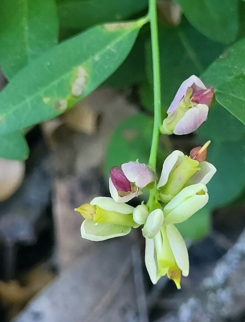 Sierra Milkwort photo 4