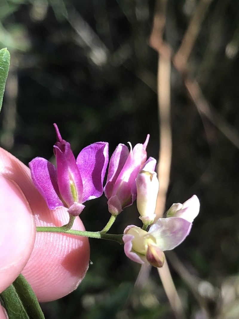 Sierra Milkwort photo 5