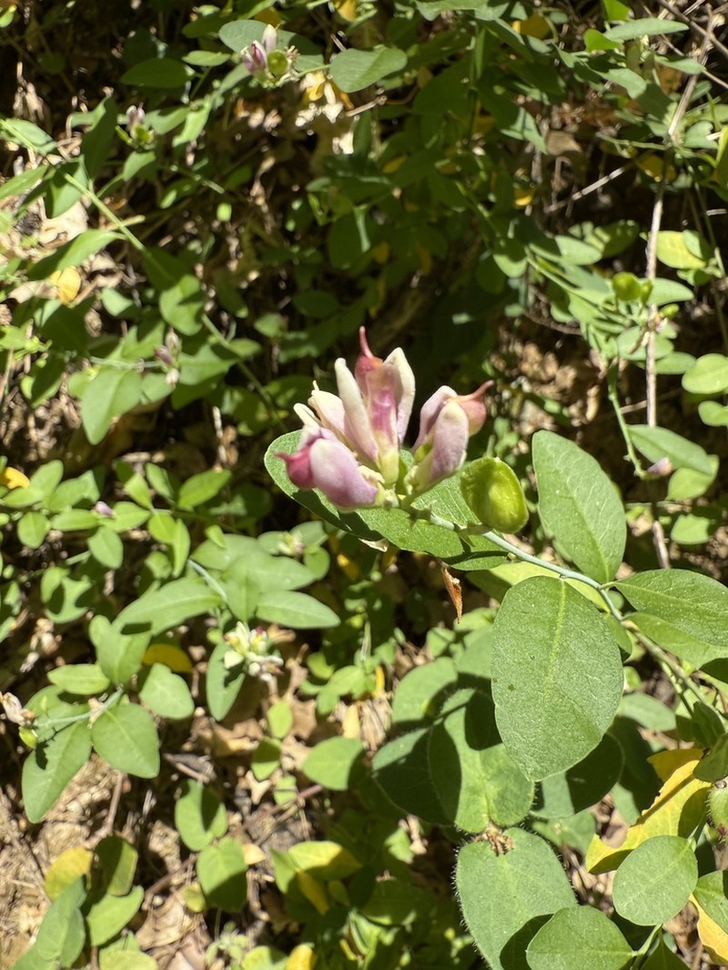 Sierra Milkwort photo 6