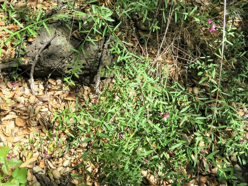 Sierra Milkwort photo 7