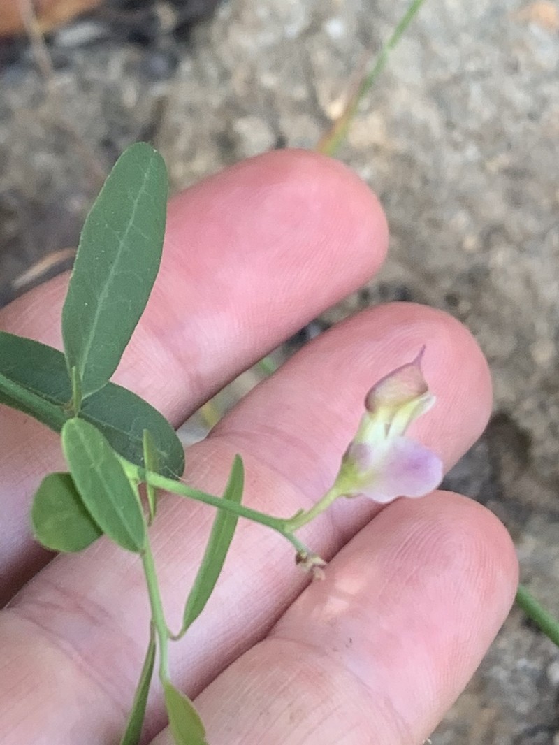Sierra Milkwort photo 8