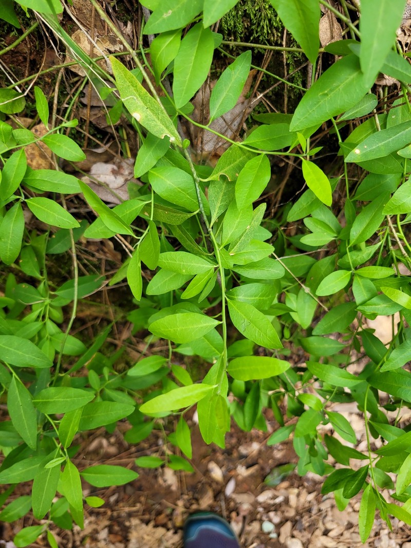 Rhinotropis cornuta var. cornuta photo 2