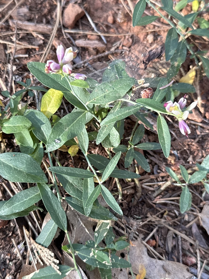 Rhinotropis cornuta var. cornuta photo 3