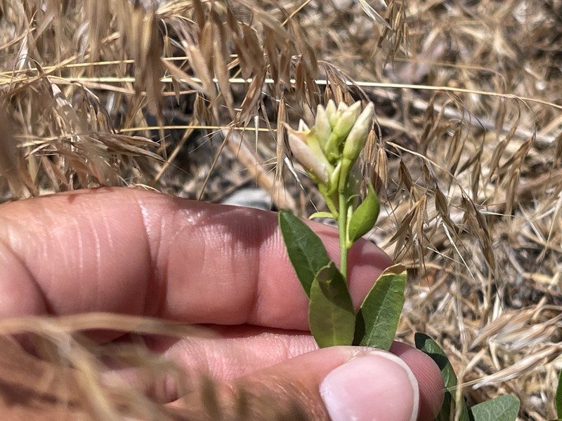 Rhinotropis cornuta var. cornuta photo 4