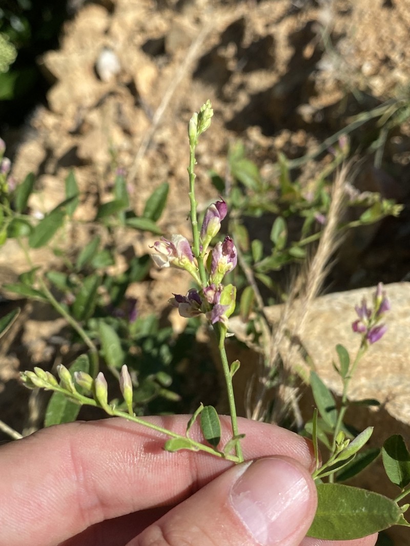 Rhinotropis cornuta var. cornuta photo 5