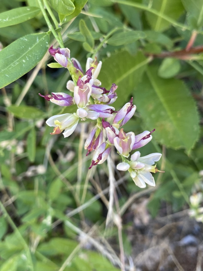 Rhinotropis cornuta var. cornuta photo 6