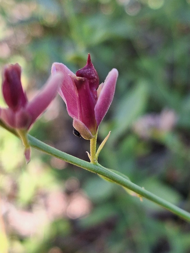 Rhinotropis cornuta var. cornuta photo 7