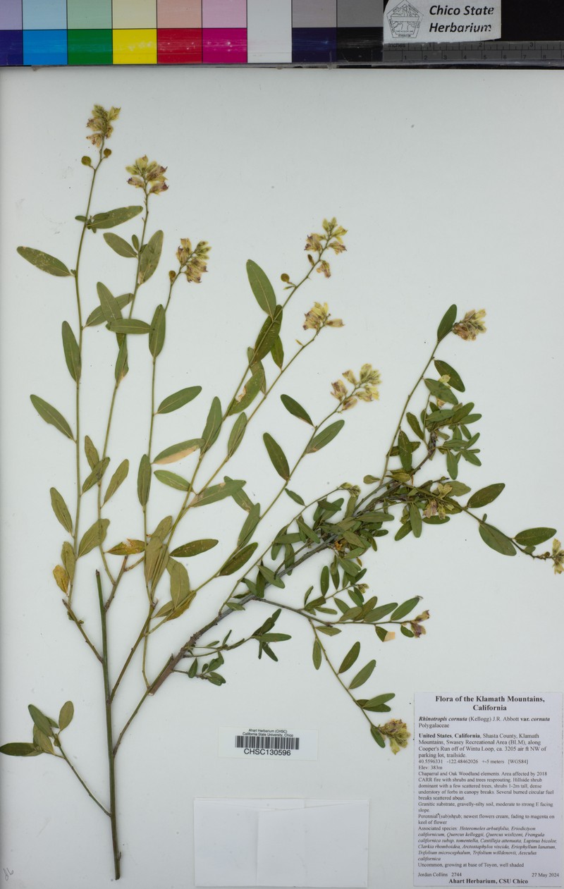 Rhinotropis cornuta var. cornuta photo 8