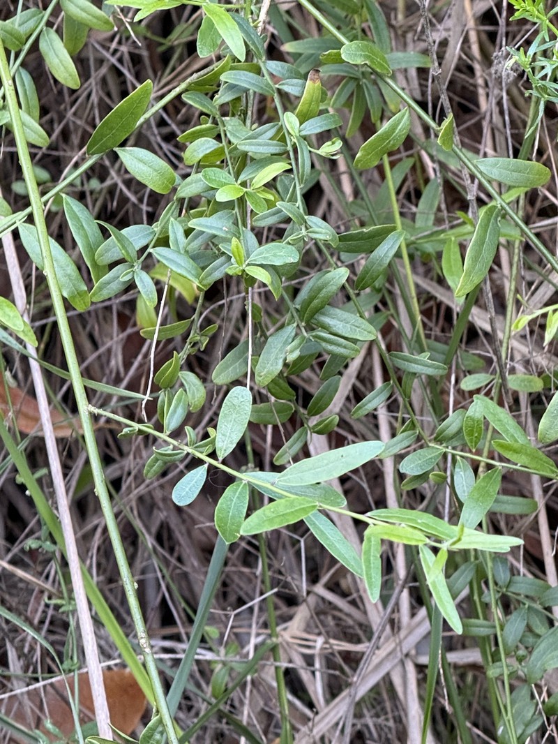 Rhinotropis cornuta var. fishiae photo 4