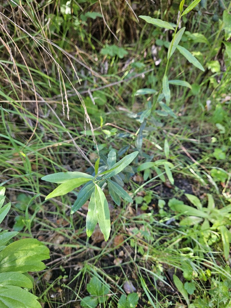 Rhinotropis cornuta var. fishiae photo 5