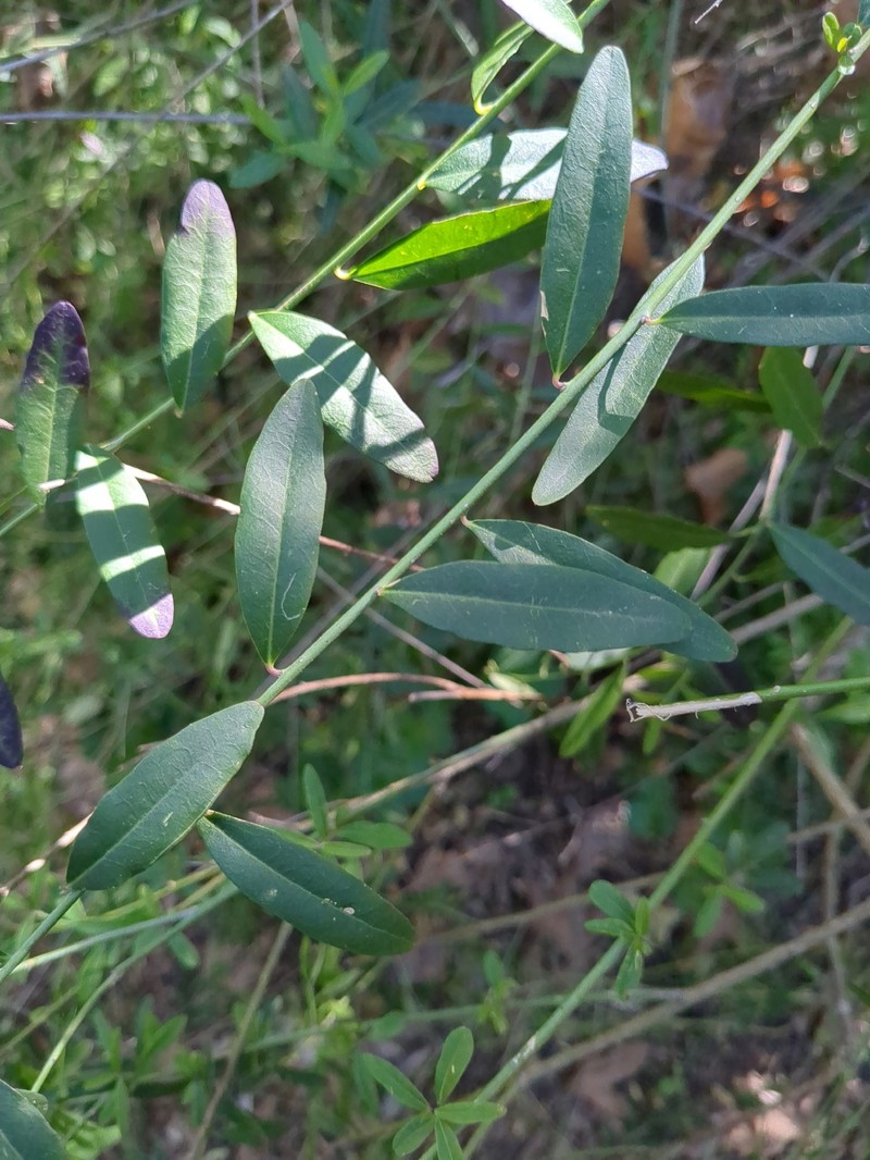Rhinotropis cornuta var. fishiae photo 6