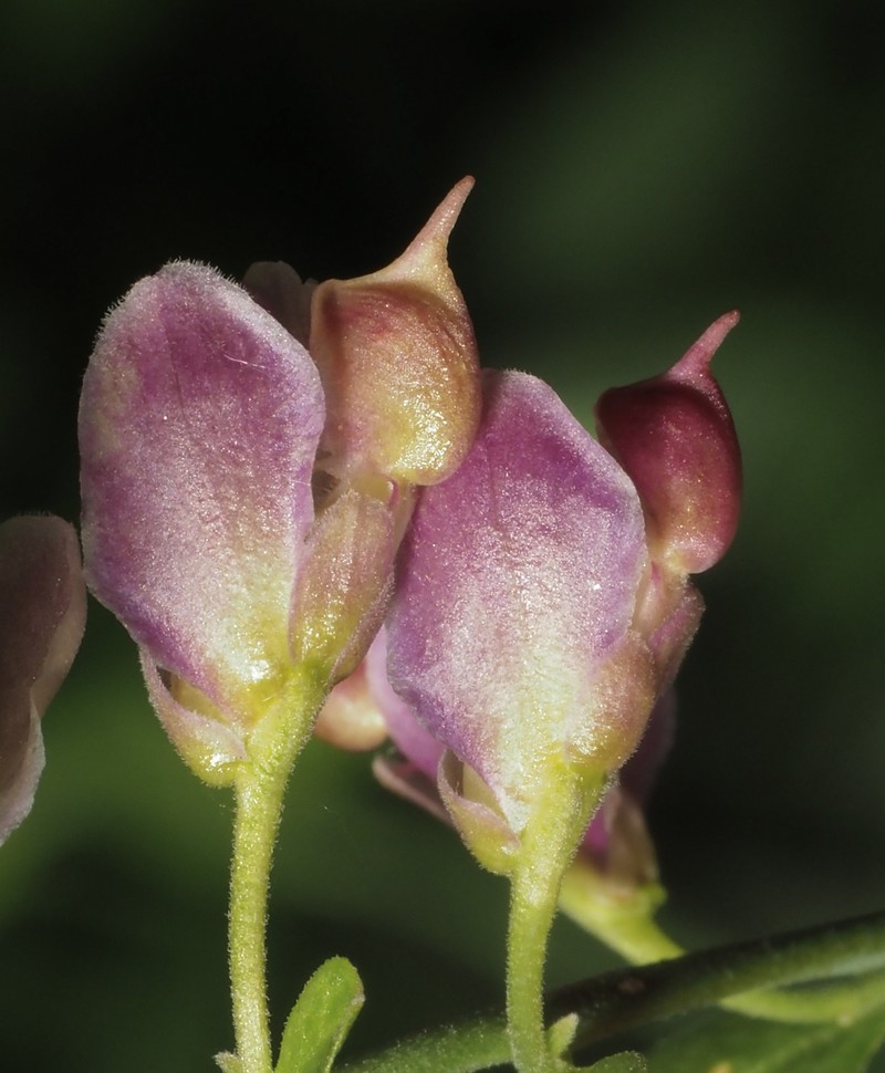 Rhinotropis cornuta var. fishiae photo 8