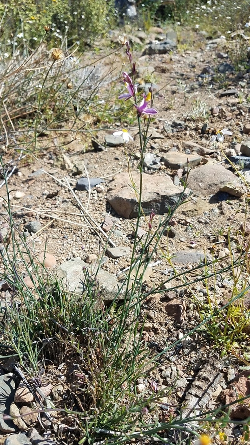 Rhinotropis desertorum photo 2