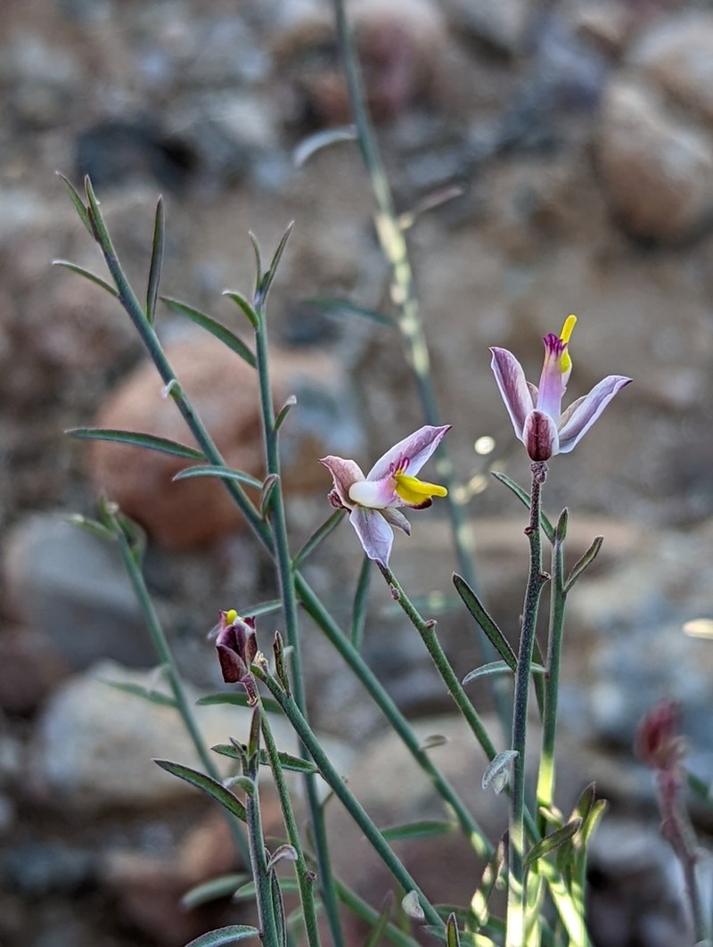 Rhinotropis desertorum photo 5