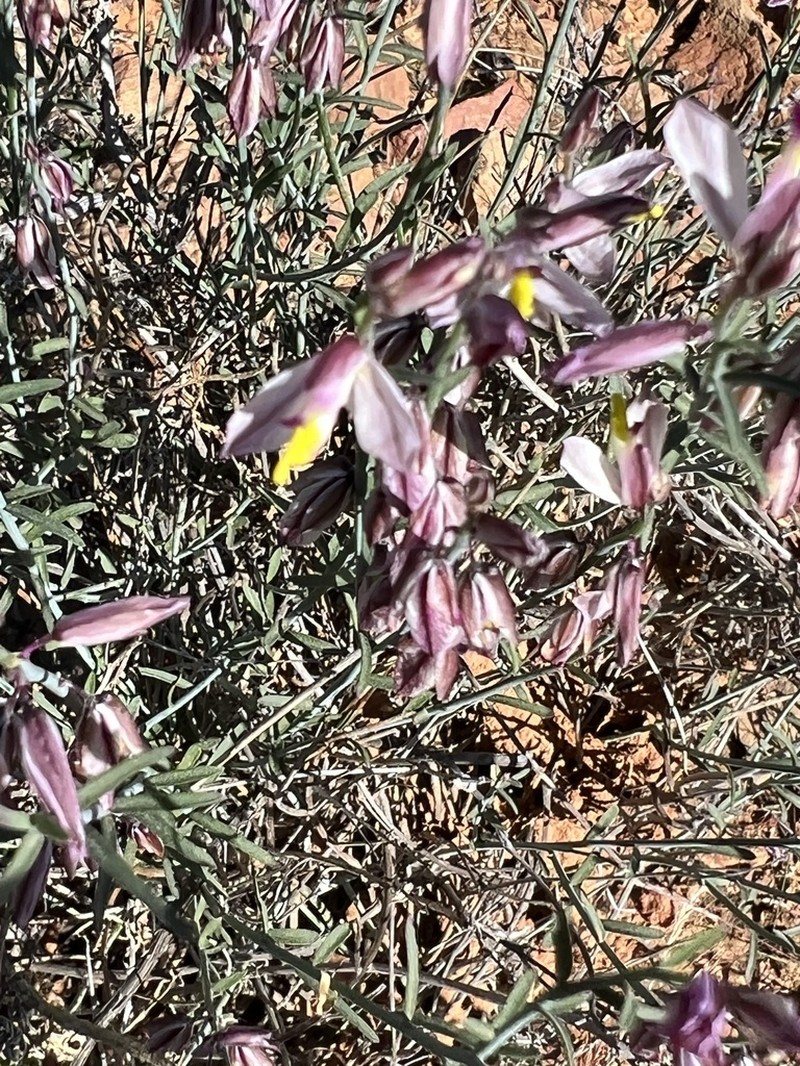 Rhinotropis desertorum photo 6