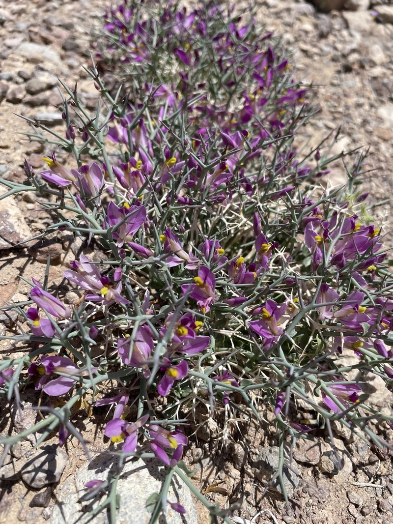 Beaked Spiny Polygala