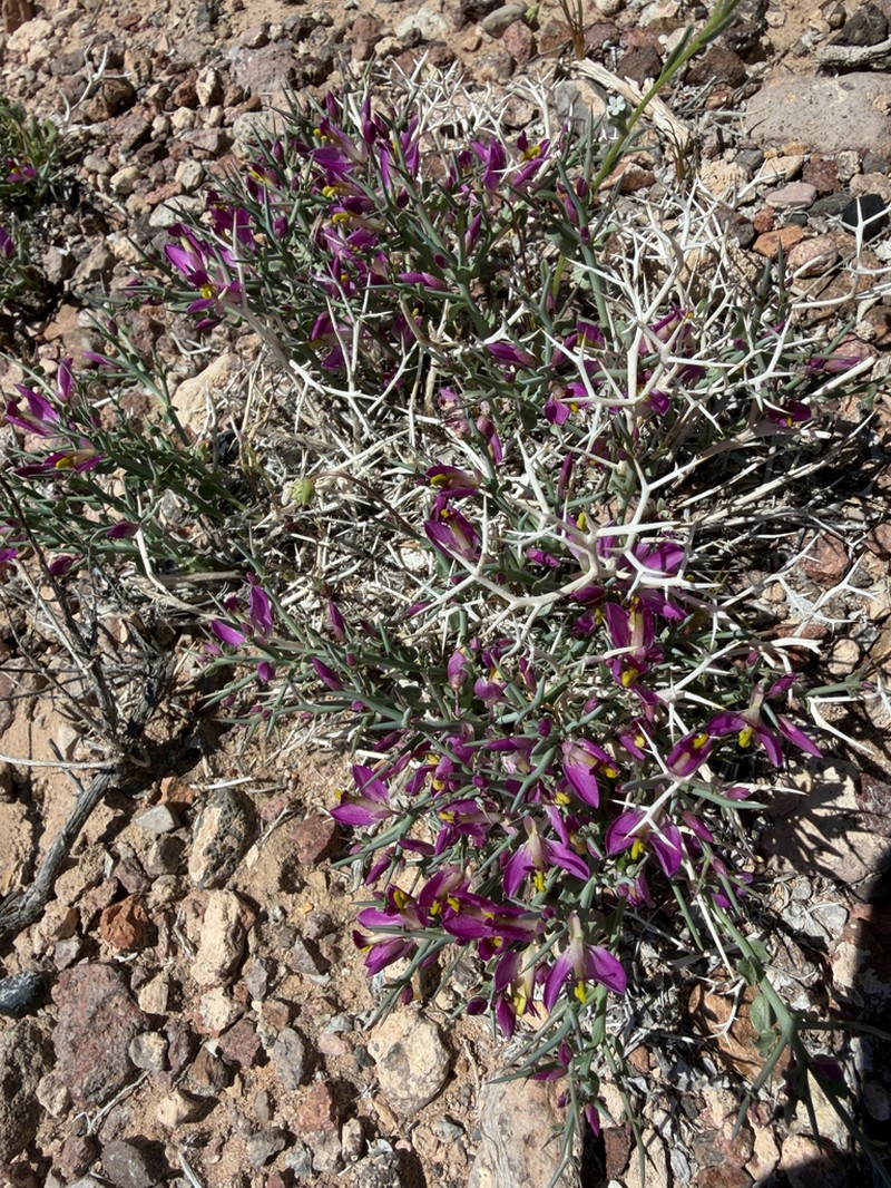 Beaked Spiny Polygala photo 2