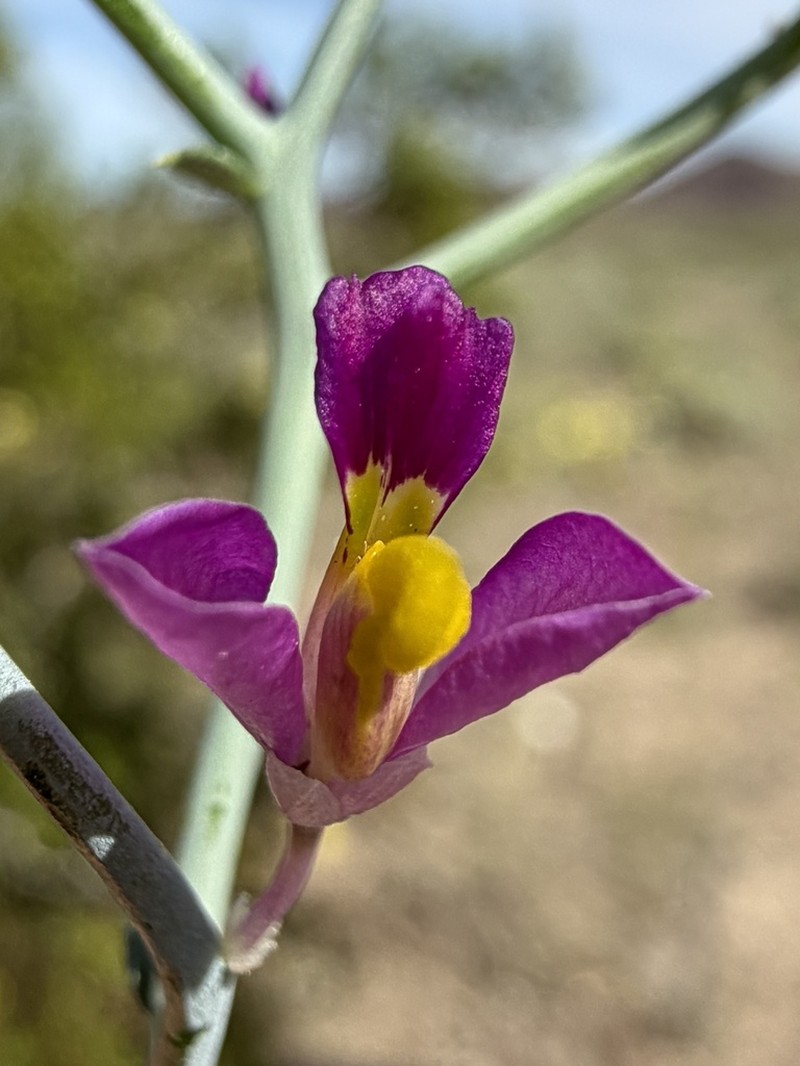 Beaked Spiny Polygala photo 3