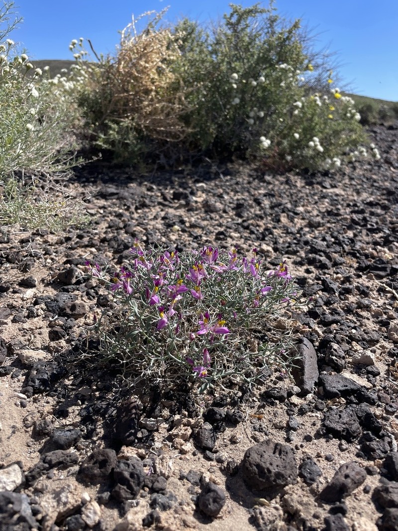 Beaked Spiny Polygala photo 4