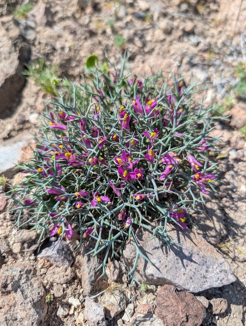 Beaked Spiny Polygala photo 5