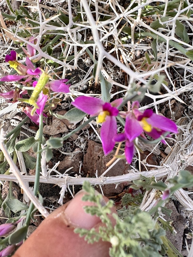 Beaked Spiny Polygala photo 7