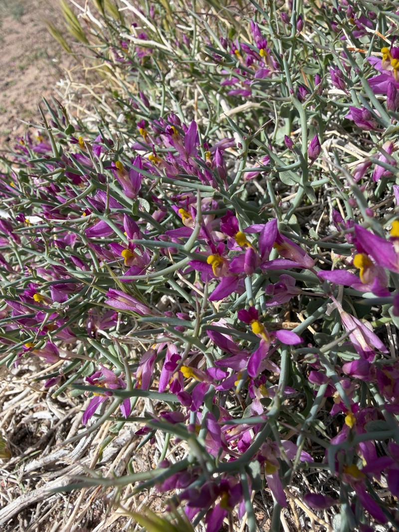 Beaked Spiny Polygala photo 8