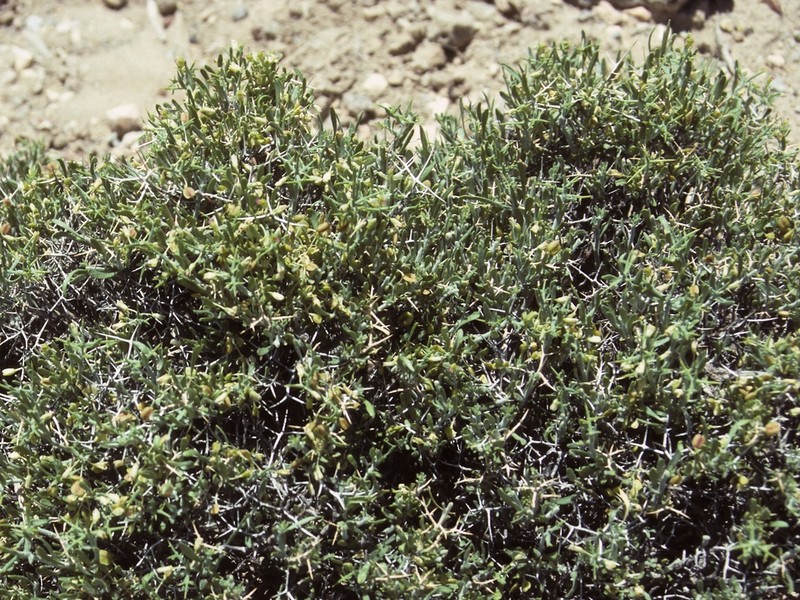Intermountain Milkwort